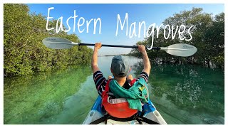 Eastern Mangroves Kayak Abu Dhabi  4K [upl. by Eedna]