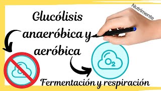 Glucólisis anaeróbica y aeróbica FERMENTACIÓN Y RESPIRACIÓN [upl. by Fair975]