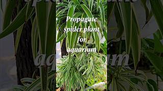 Propagate spider plants for aquarium [upl. by Imit894]