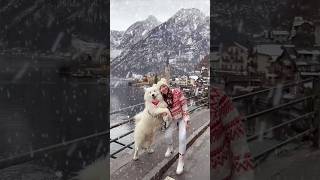 Winter in Hallstatt 🎄❄️ hallstatt winter austria snow travel samoyed [upl. by Layod30]