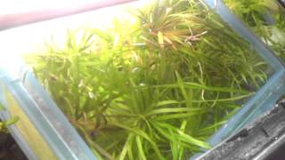 How to Propagate Blyxa Japonica  My Secret [upl. by Erdnassak]