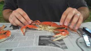 How To Properly Pick A Crab  Whats Up Annapolis Magazine [upl. by Eelarak213]