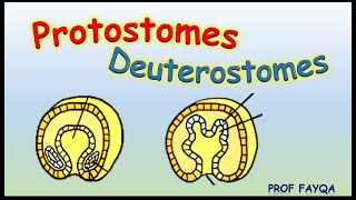 Protostomes Vs Deuterostomes [upl. by Hodess]