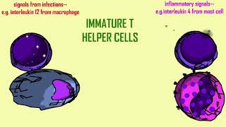 ESTROGEN amp THE IMMUNE SYSTEM [upl. by Jadda]