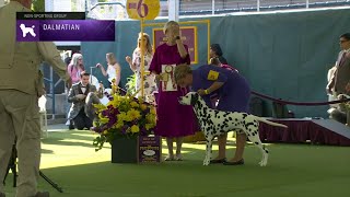 Dalmatians Breed Judging 2023 [upl. by Talbott]