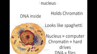 The Cells Nucleus  A Level Biology [upl. by Enyluqcaj878]