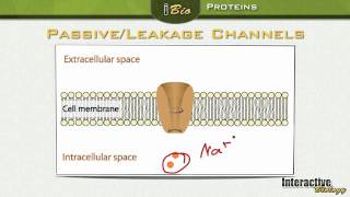 004 Ion Channels Proteins in the Membrane of Neurons [upl. by Wooster]