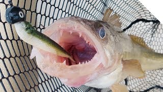 How to Catch Cold Water Walleye  Flexi Jigging [upl. by Yrellih938]