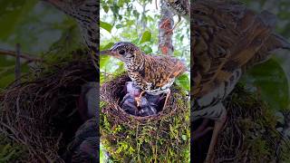 Mother bird and father bird are feeding their young in the rain nature shorts [upl. by Chavey]