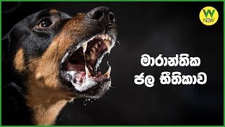 මාරාන්තික ජලභීතිකාව [upl. by Kawasaki588]