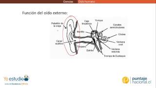 Física  Oído humano [upl. by Tomaso]