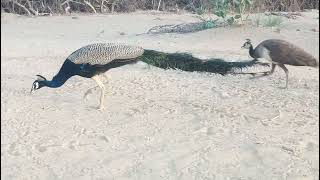 Peacocks and Peahens peacock [upl. by Torto]