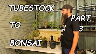 Tubestock to Bonsai  Part 3 [upl. by Osbourne]