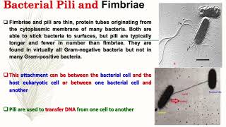 Microbiology Lecture 7 Bacterial spore and Capsule [upl. by Sumaes59]