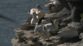 Discover wild Orkney Summer [upl. by Glasgo]