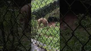 Thes zoo park zoo deenoduniakibaatein5056 viralvideo animalkingdom animals [upl. by Nerek]