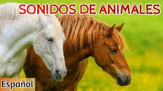 Sonidos de Animales para Niños Aprende 20 Animales [upl. by Kho273]