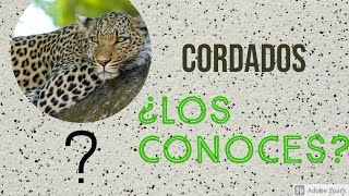 CORDADOS  Su origen según Garstang DivulgaciónCientífica [upl. by Mientao]