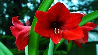 Most Beautiful Amaryllis Flower Ever You Seen [upl. by Nosaj291]