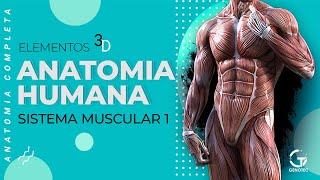 Anatomia Humana  Sistema Muscular Tipos e Funções dos músculos [upl. by Pennebaker]