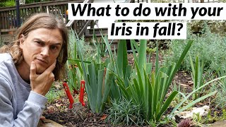 Iris Fall Cleanup for Bearded Iris Plants  do this before Winter [upl. by Olenolin]