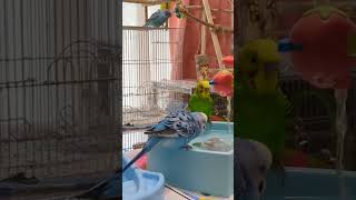 The UK Animals 4k Video birds 🦜🦜🦜🦜🦜🦜🦜🦜 birds youtubeshorts [upl. by Oibaf]