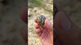 Red wattled lapwing bird eggs hatched 🐣 [upl. by Riebling]