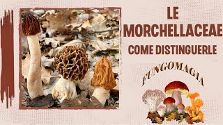 FUNGHI 2024  LE MORCHELLACEAE come distinguerle sub [upl. by Zrike]