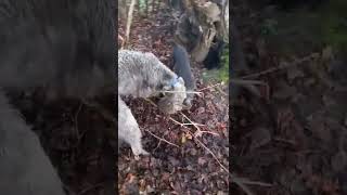 hunting terriers lurcher and catapult shooting Episode 5 [upl. by Avilla367]