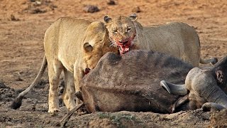 Lions thrive during El Niño drought  Taking out buffalo at Sable dam in Kruger National Park [upl. by Lorenzo]