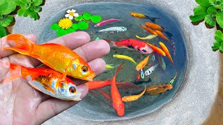 Catch Colorful Goldfish Wild Exotic Fish Koi Fish Butterfly Fish in Tiny Pond For My AQUARIUM [upl. by Driskill]