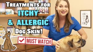 Treat Itchy and Allergic Dog Skin  MUST WATCH [upl. by Anul]