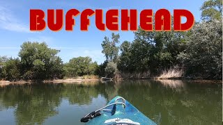 BUFFLEHEAD LAKE IN KEARNEY NEBRASKA 71522 [upl. by Neahs]