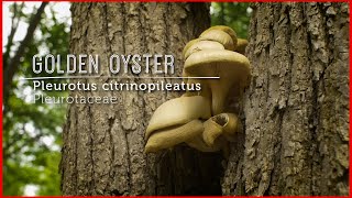 Meet GOLDEN OYSTER Mushroom Wild Gourmet EXOTIC New Video Lesson [upl. by Itnaihc]