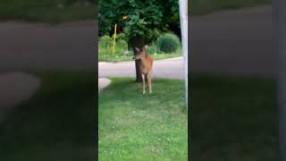 Michigan whitetail deer in Town paw paw mi [upl. by Steven]