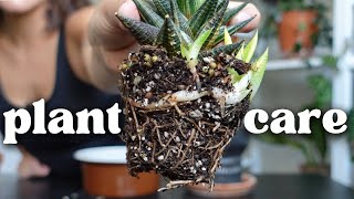 Daily houseplant care vlog  Propagation repots amp plant shelf [upl. by Libbi]