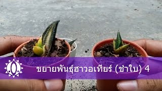 🌵 How to propagation haworthia วิธีขยายพันธุ์ฮาวอเทีย 4 วิธีชำใบ [upl. by Chu]