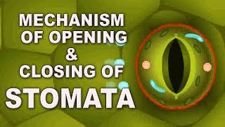 Mechanism of opening amp closing of stomata  11th Std  Biology  Science  CBSE Board  Home Revise [upl. by Ahsim]