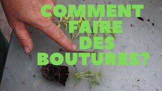 Le bouturage et rempotage de la verveine citronnelle [upl. by Tergram]