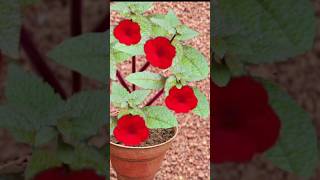 Achimenes plant kerala garden ideas youtubeshorts trendingshorts  shorts viral [upl. by Hamachi]