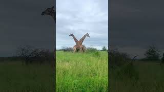 Intense Giraffe Fight [upl. by Huberto]