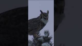 Sounds of Great Horned Owl  Bubo virginianus Sounds shorts [upl. by Nnylyrehc]