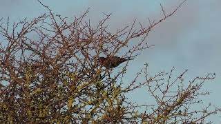 1stwinter Ring Ouzel Oldbury Power Station 20112024 [upl. by Eillil]