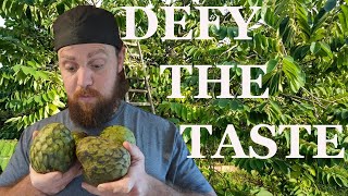 The Truth About Custard Apple Why Its Worth Trying [upl. by Junko]