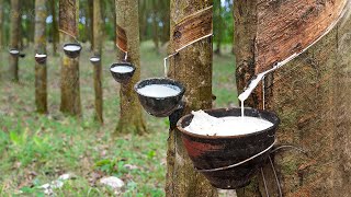 How Natural Rubber Latex is Extracted From Millions of Hevea Trees [upl. by Ahsiekel696]