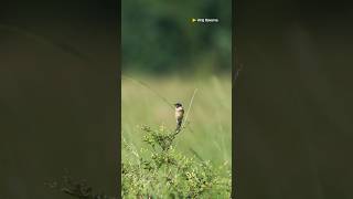 Common stonechat wildlifefilmmaking birdspecies shortvideo shortsyoutube sonyalphain [upl. by Burke]