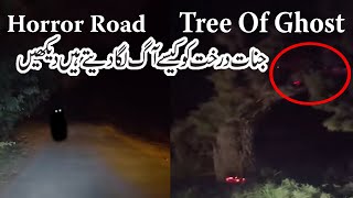 Real Tree of Ghost Horror Road per jinnat na agg lga di drakhet ko [upl. by Ariait]