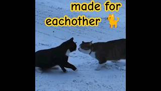 cats 😺 like eachother shorts ytshorts ytcat [upl. by Eural]