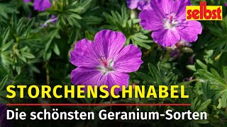 Storchenschnabel Der Allrounder im Garten [upl. by Aniara]