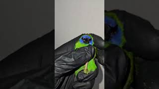 Holding A Blue Faced Parrot 🦜 Finch  Exotic Finches  Birds 🐦 [upl. by Wells]